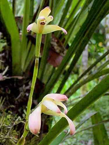 epi, 2000m 88 Maxillaria