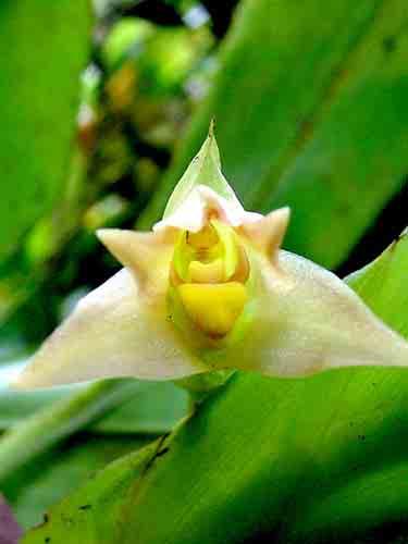 0-3000m 91 Maxillaria