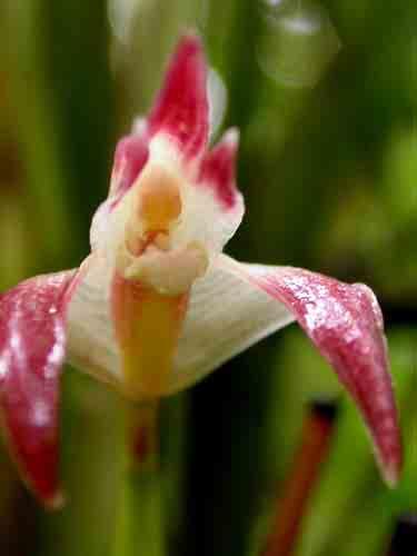 1500-3500m 92 Maxillaria