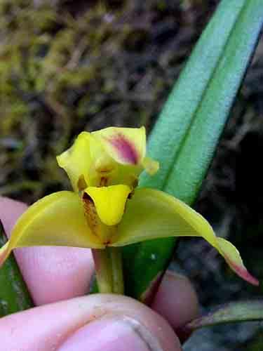 porrecta 96 Maxillaria