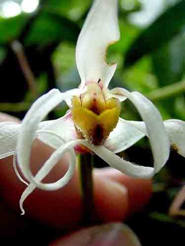 1 81 Masdevallia anachaeta