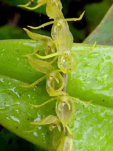 Phragmipedium lindenii 115