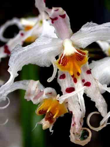 Diego County Orchid Society,