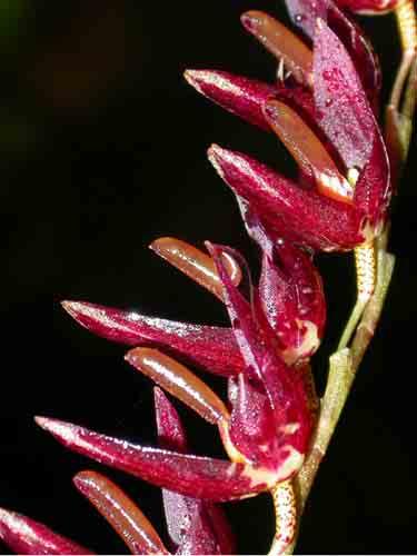 Pleurothallis imperialis 130