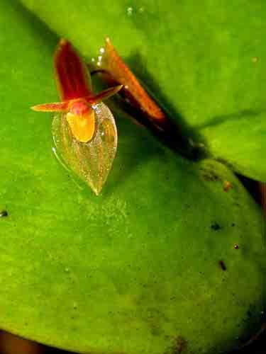 Pleurothallis macra 133