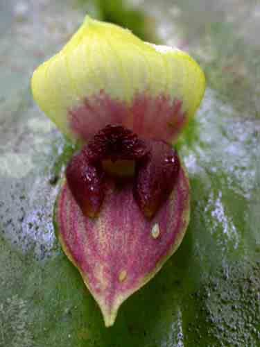 122 Pleurothallis crossota 123