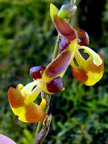 the San Diego County Orchid