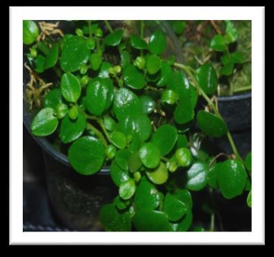 Peperomia