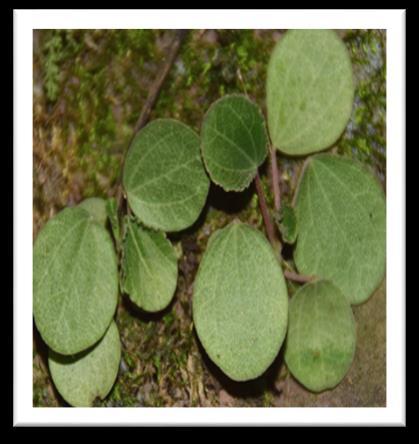 Peperomia