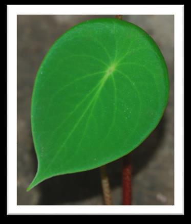 Peperomia