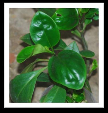 Peperomia