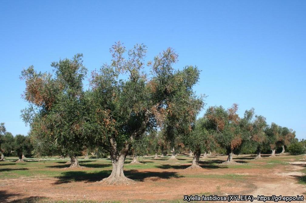 Πού διαπιστώθηκε; Το φυτοπαθογόνο βακτήριο Xylella fastidiosa διαπιστώθηκε αρχικώς σε ελιές το 2013 στην Απουλία της Ιταλίας και αργότερα στην Τοσκάνη.