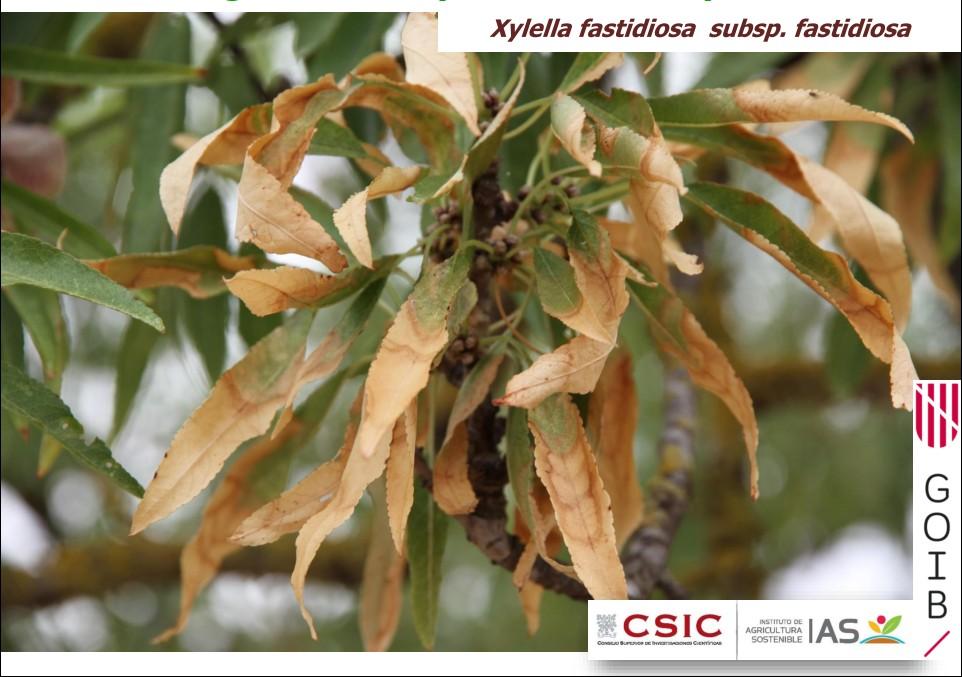 Xylella fastidiosa