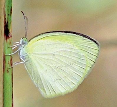 136 Atlas of Butterflies and Diurnal Moths of Northern Australia Lined Grass-yellow Eurema laeta (Boisduval, 1836) Habitat The breeding habitat of E. laeta has not been recorded in the study region.