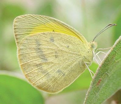 138 Atlas of Butterflies and Diurnal Moths of Northern Australia Macleay s Grass-yellow Eurema herla (W. S.