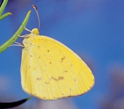 140 Atlas of Butterflies and Diurnal Moths of Northern Australia Small Grass-yellow Eurema smilax (Donovan, 1805) Habitat The breeding habitat of E. smilax has not been recorded in the study region.