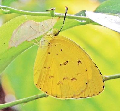 144 Atlas of Butterflies and Diurnal Moths of Northern Australia Large Grass-yellow Eurema hecabe (Linnaeus, 1758) Larval food plants Senna surattensis, Sesbania cannabina (Fabaceae: