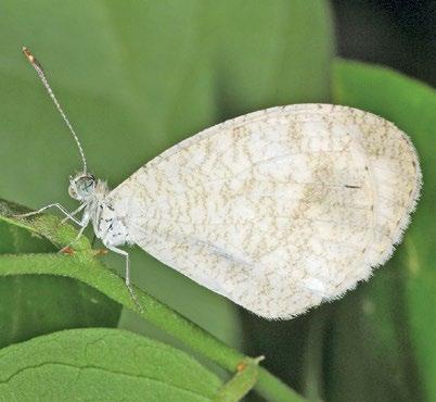 146 Atlas of Butterflies and Diurnal Moths of Northern Australia Black-spotted White Leptosia nina (Fabricius, 1793) Habitat Leptosia nina breeds in semi-deciduous monsoon vine thicket on steep