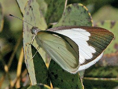 148 Atlas of Butterflies and Diurnal Moths of Northern Australia Narrow-winged Pearl-white Elodina padusa (Hewitson, 1853) Plate 67 Boodjamulla (Lawn Hill) National Park, Qld Photo: Don Franklin