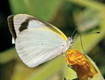 It occurs mainly in semi-arid areas (south of latitude 13ºS), reaching its northernmost limit at Kakadu National Park (Mary River Ranger Station), NT.