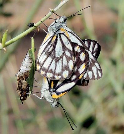 156 Atlas of Butterflies and Diurnal Moths of Northern Australia Caper White Belenois java (Linnaeus, 1768) Larval food plants Capparis jacobsii, C. lasiantha, C. sepiaria, C. umbonata (Capparaceae).