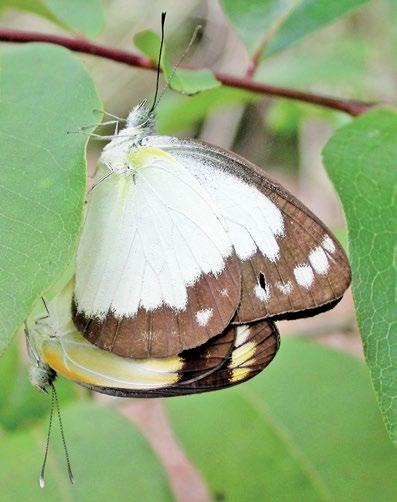 158 Atlas of Butterflies and Diurnal Moths of Northern Australia Caper Gull Cepora perimale (Donovan, 1805) Habitat Cepora perimale breeds in a variety of habitats, particularly semi-deciduous