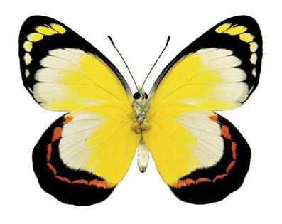 160 Atlas of Butterflies and Diurnal Moths of Northern Australia Mangrove Jezebel Delias aestiva Butler, 1897 widespread species that occurs on Koolan Island (see McKenzie et al.