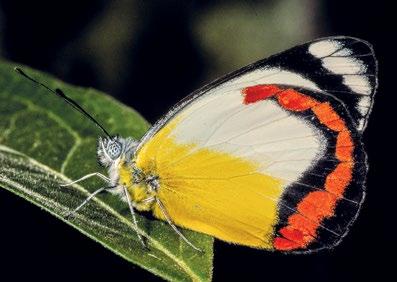 162 Atlas of Butterflies and Diurnal Moths of Northern Australia Red-banded Jezebel Delias mysis (Fabricius, 1775) Habitat The breeding habitat of D. mysis has not been recorded in the study region.