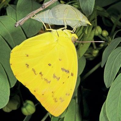 132 Atlas of Butterflies and Diurnal Moths of Northern Australia Orange Migrant Catopsilia scylla (Linnaeus, 1763) Larval food plants Senna leptoclada, S. oligoclada, S.