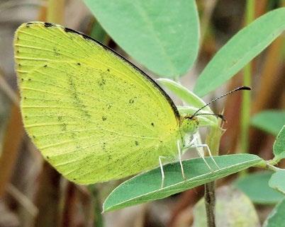 134 Atlas of Butterflies and Diurnal Moths of Northern Australia No-brand Grass-yellow Eurema brigitta (Stoll, [1780]) Habitat The breeding habitat of E.