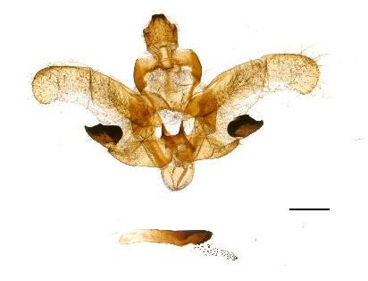 Felder, 1874 from Peru (Lepidoptera: Saturniidae, Ceratocampinae). Nachrichten des Entomologischen Vereins Apollo, Frankfurt am Main, N. F. 29 (4): 211-216. Vaglia, T., Haxaire, J.