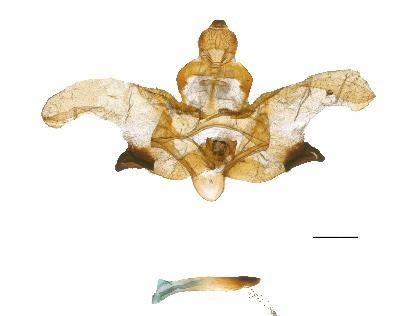 , 2008: Morphology and DNA barcoding reveal three cryptic species within the Xylophanes neoptolemus and loelia species-groups (Lepidoptera: Sphingidae). Zootaxa 1923: 18-36.