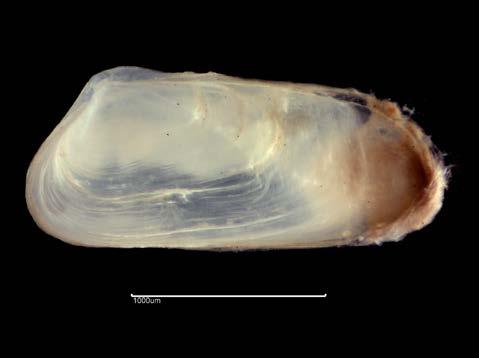 RT4903 Sphenia binghami (Figure 3a) Substratum: Diamicton. Salinity: Full (Euhaline). Depth: Circalittoral (Upper Shelf).