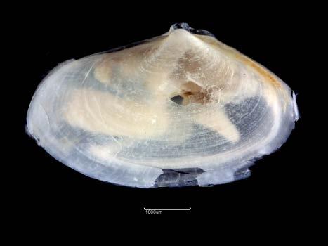 concentric sculpture); Lab 17 identified as Pholas dactylus (Figure 3d shows Pholadidae juv.