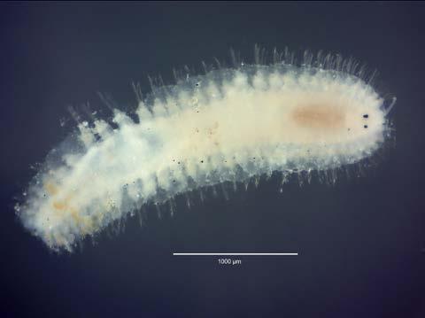 RT4906 Araphura brevimanus (Figure 6a)