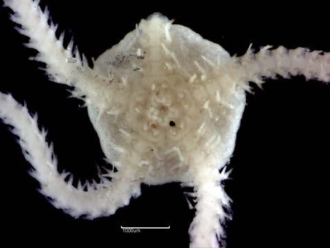 9a. Amphipholis squamata (RT4909) V Fig. 9b. Amphiura chiajei (10783) V RT4910 Golfingia vulgaris (Figure 10a) Substratum: Diamicton. Salinity: Full (Euhaline). Depth: Circalittoral (Upper Shelf).