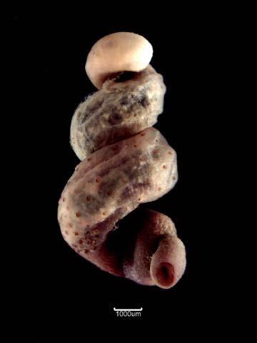 Fig. 10b. Phascolion strombus (5892) L RT4911 Nephasoma minutum (Figure 11a) Substratum: Diamicton. Salinity: Full (Euhaline). Depth: Circalittoral (Upper shelf). Geography: Southeast England.