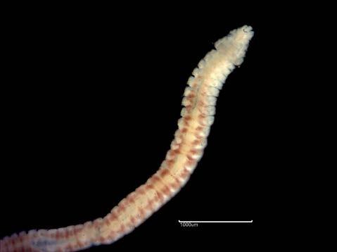 RT4913 Dipolydora caulleryi (Figure 13a) Substratum: Diamicton. Salinity: Full (Euhaline). Depth: Circalittoral (Upper Shelf). Geography: Southeast England. Condition: Fair, Small (width 0.