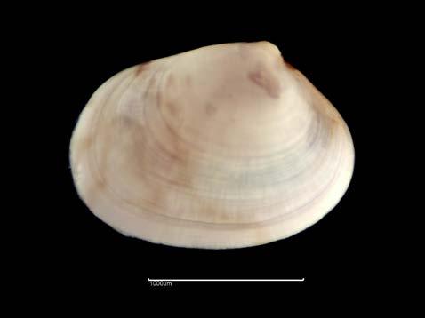 RT4916 Brachystoma lanceolatum (Figure 16a) Substratum: Sand. Salinity: Full (Euhaline). Depth: Infralittoral. Geography: Southwest England. Condition: Good, Medium (3-5cm), Complete.