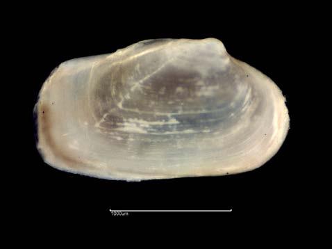 Fig. 17d. Mya truncata (6100) L Fig. 17e.