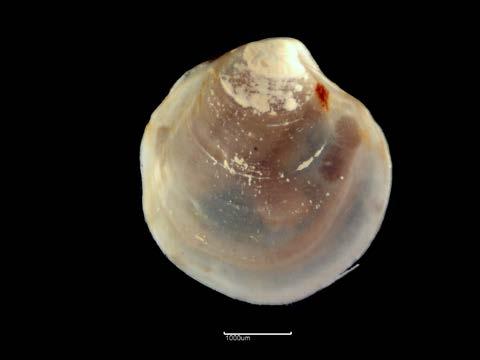 sarsii (Figure 18b) (which has a more rounded outline with a less pronounced auricle); Lab 20 identified