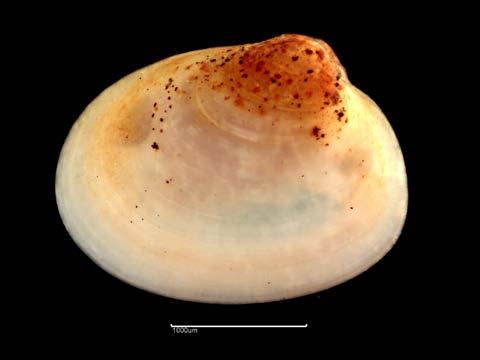 RT4919 Thracia phaseolina (Figure 19a) Substratum: Sand. Salinity: Full (Euhaline). Depth: Circalittoral (Lower Shelf). Geography: North Sea. Condition: Good, Small (<1mm). Fig. 19a. Thracia phaseolina (RT4919) L Fig.