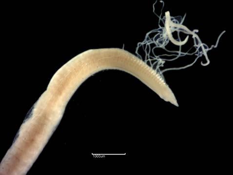 Fig. 23b. Chaetozone setosa (9547) L Fig. 23c. Cirratulus cf caudatus (9561) L Fig. 23d.