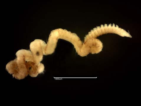 Fig. 24b. Aricidea minuta (7054) L RT4925 Labidoplax buskii (Figure 25a) Substratum: Sand. Salinity: Full (Euhaline). Depth: Circalittoral (Lower Shelf). Geography: North Sea.