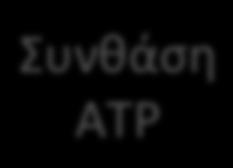 Cyt C e- Συνθάση IV ATP