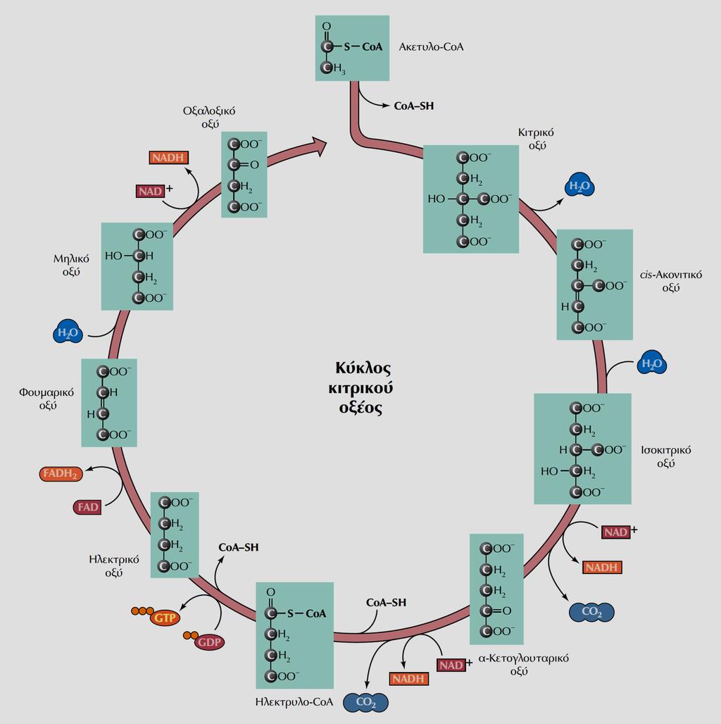 Ο κύκλος του κιτρικού οξέος ή κύκλος του Krebs