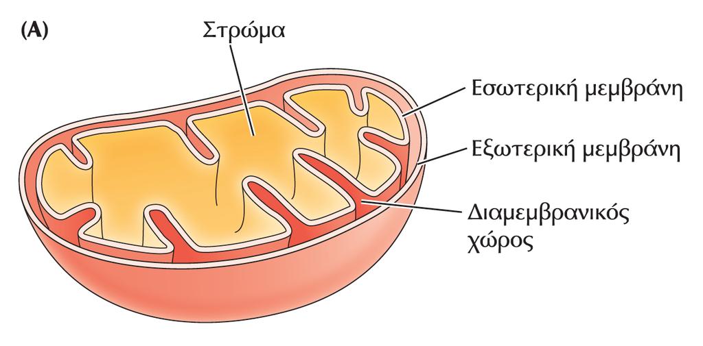 Η ΔΟΜΗ ΤΟΥ ΜΙΤΟΧΟΝΔΡΙΟΥ cristeae - Τα μιτοχόνδρια έχουν ένα σύστημα δύο μεμβρανών: την εσωτερική και την εξωτερική μεμβράνη. Μεταξύ των είναι ο Διαμεμβρανικός χώρος.