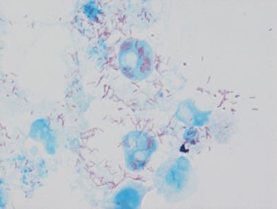 πειραματόζωα (ινδικά χοιρίδια, επίμυες) κυτταροκαλλιέργειες (L929, Vero, HEL) - Διάρκεια