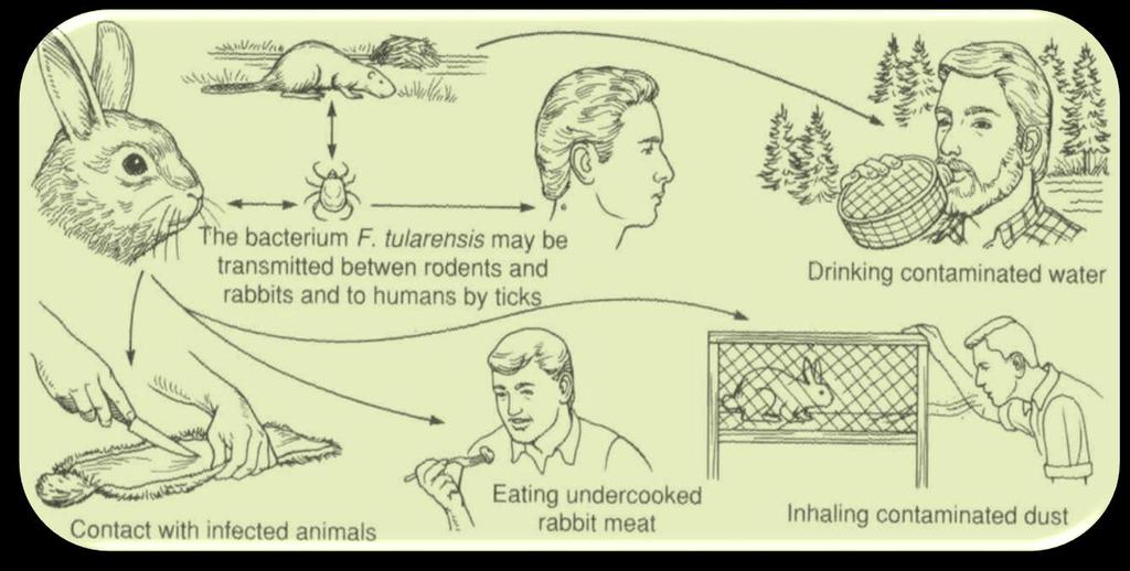 Francisella tularensis Τουλαραιμία: άνθρωπος και μικρά θηλαστικά (κουνέλια, λαγοί, κάστορες, τρωκτικά) Μετάδοση άμεση επαφή με μολυσμένα ζώα (κουνέλια, λαγοί) δήγμα μυγών, κουνουπιών και κροτώνων