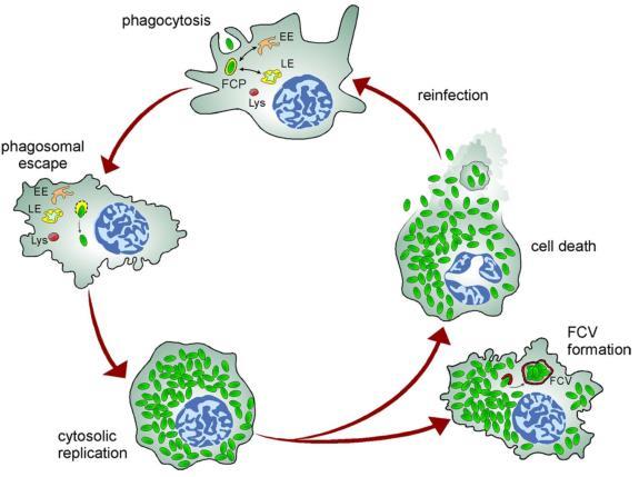 Ενδοκυττάριος κύκλος Φαγοκυττάρωση βακτηριών από μακροφάγα Παραμονή βακτηρίων σε πρώιμο φαγόσωμα αποφυγή σύντηξης με αυτοφαγικά κυστίδια και λυσόσωμα Chong and Celli (2010) Frontiers in Microbiology